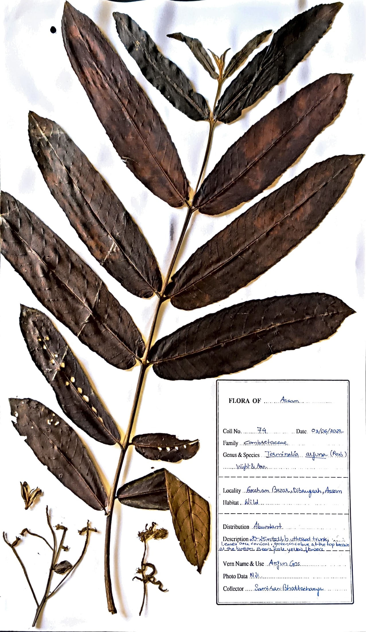 Arjun Gos (Ass.) (Herbarium)